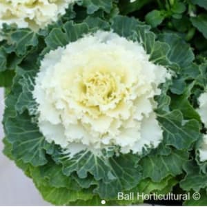 Other Fall Plants for Fundraiser Flower Bouquet