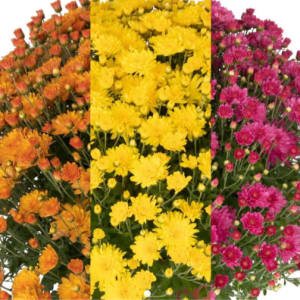 Large Mums & Perennial Asters (12'') Flower Bouquet