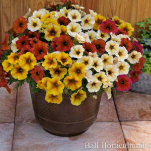 Other Fall Plants for Fundraiser Flower Bouquet