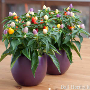 Other Fall Plants for Fundraiser Flower Bouquet