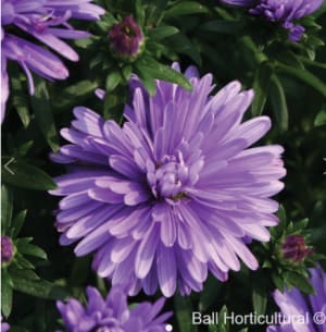 Large Mums & Perennial Asters (12'') Flower Bouquet