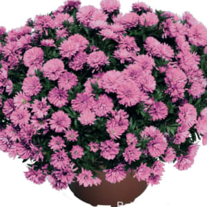 Large Mums & Perennial Asters (12'') Flower Bouquet