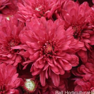 Mums: Blooms Starting Mid Sept Flower Bouquet
