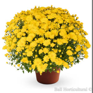 Mums: Blooms Start Sept/Early Oct Flower Bouquet