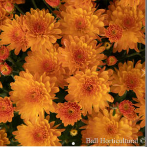 Mums: Blooms Start Sept/Early Oct Flower Bouquet