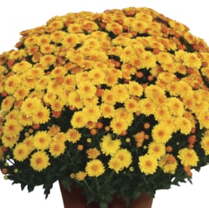 Mums: Blooms Start Sept/Early Oct Flower Bouquet