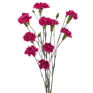 Mini Carnations Flower Bouquet