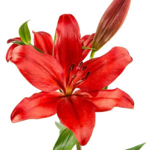 Lily Asiatic Flower Bouquet