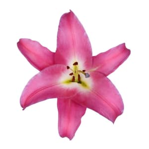 Lily Oriental Flower Bouquet