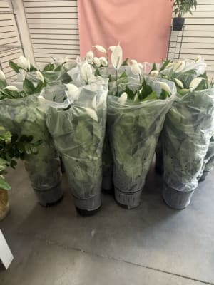 peace lily Flower Bouquet