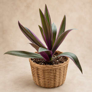 Medium Plant 6" Flower Bouquet