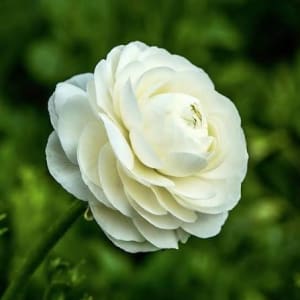 Ranunculus Flower Bouquet