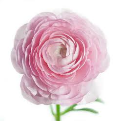 Ranunculus Flower Bouquet