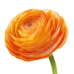 Ranunculus Flower Bouquet