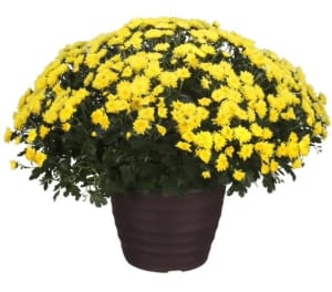 Fall Mums Flower Bouquet