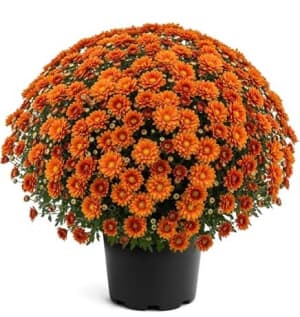 Fall Mums Flower Bouquet