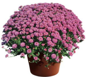 Fall Mums Flower Bouquet