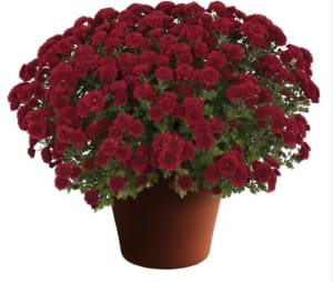 Fall Mums Flower Bouquet