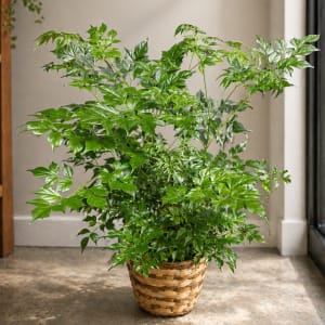 Large Plant 8" Flower Bouquet