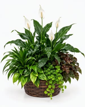 Lush Planter Basket Flower Bouquet