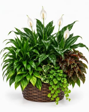 Lush Planter Basket Flower Bouquet