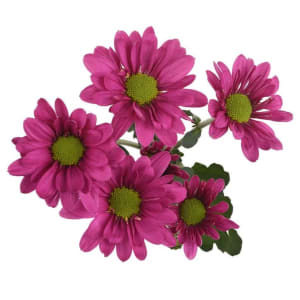 Daisy Flower Bouquet