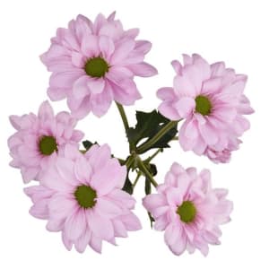 Daisy Flower Bouquet