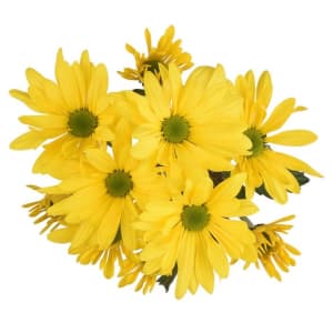 Daisy Flower Bouquet