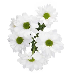 Daisy Flower Bouquet