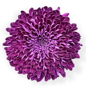 Cremons Flower Bouquet