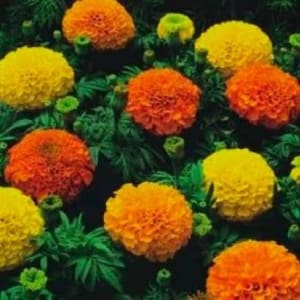 Marigold bunches Flower Bouquet