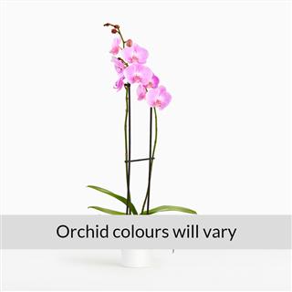 Orchid