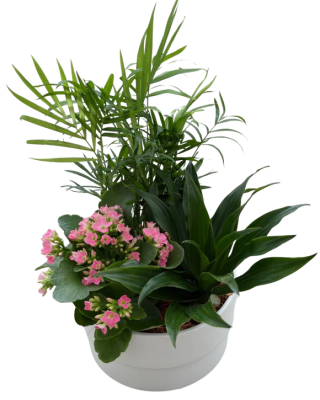 Mixed Manon Planter