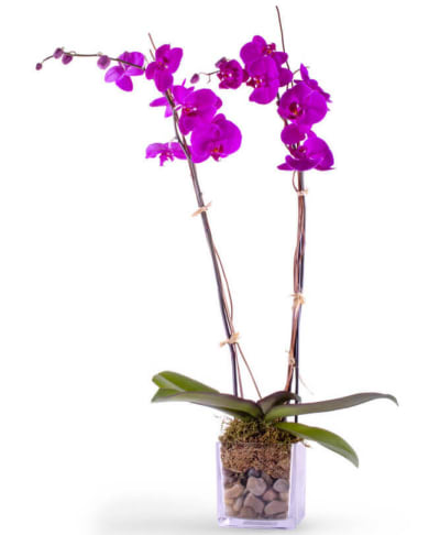 Orchid Plants Flower Delivery Seminole OK - The Flower Box