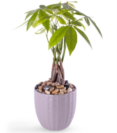 All House Plants Flower Delivery Wanaque New Jersey - Flora Designs & Events