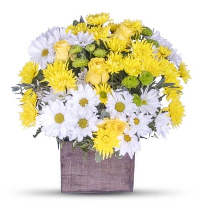 Sunny Daisies Flower Delivery Fairfax Va - Greensleeves Florist