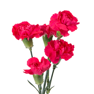 Red Mini Carnation Flower