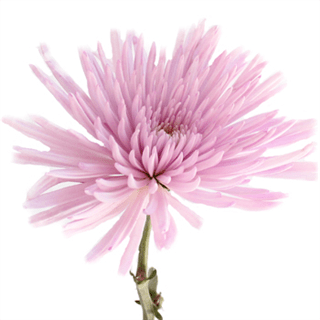 Florist 85053 | 85053 Flower Delivery by Elite Flowers & Gifts Florist