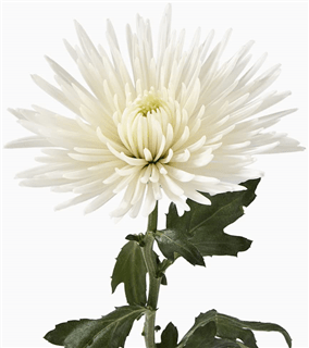 Florist 85363 | 85363 Flower Delivery by Elite Flowers & Gifts Florist