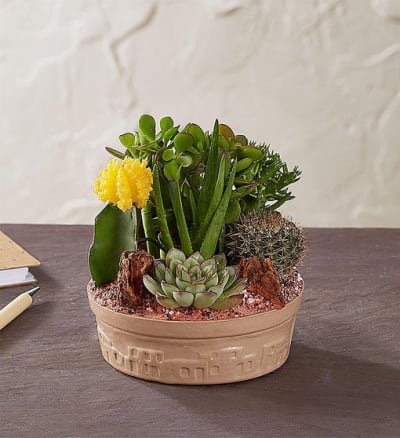 Buy Cactus Dish Garden Online in Baltimore, MD | Josie's Florist