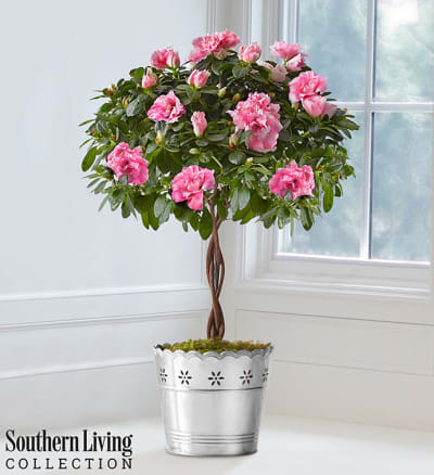 Azalea Topiary by Southern Living Flower Delivery Baltimore MD