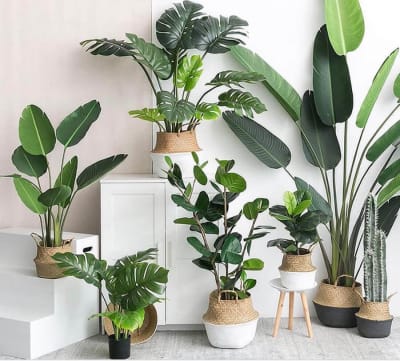 Indoor Garden Plant, Home Decor