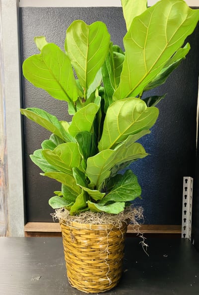 Fiddle leaf fig Flower Delivery Dickinson TX - Crowder-Deats Flowers & Gifts