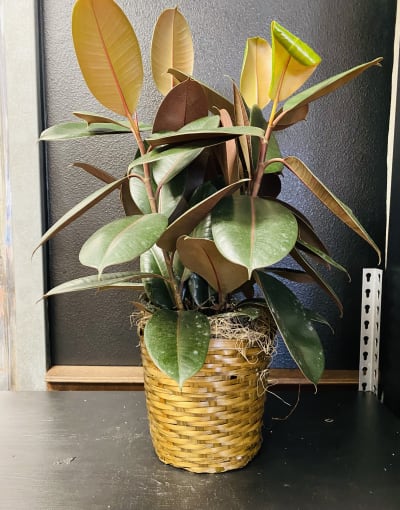 Rubber Tree Flower Delivery Dickinson TX - Crowder-Deats Flowers & Gifts