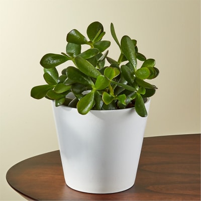 peace lily potting mix Peace Lily Growing Soil Mix  Custom Soil Blend  Potting Mix for Peace Lily Plants  Specially Developed by and for Professional Nursery Growers -