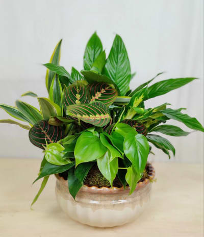 Sympathy / Plants Flower Delivery Baytown TX - Bee Hive Florist