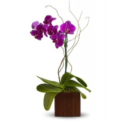 ベニスの花 Plants