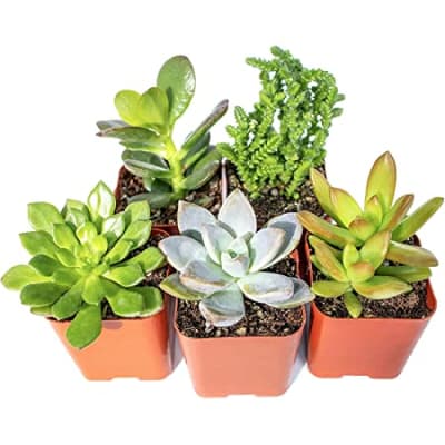 flowers seeds for garden Bulk Heirloom Flower Seed Mix main image 1