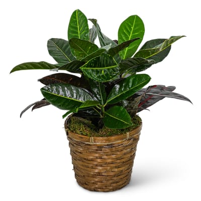 Potted Golden Pothos Ivy Flower Delivery Bloomfield NY - Bloomer