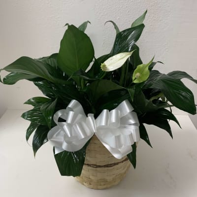Florist 77081 | 77081 Flower Delivery by Jenny Flower Florist